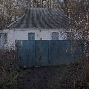 Foto Abelhas Cinzentas