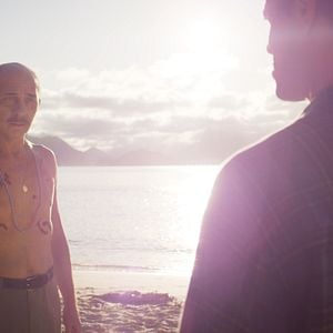 Foto Um Lobo Entre Os Cisnes