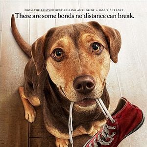 Foto A Caminho de Casa