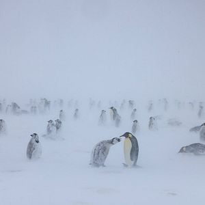 Foto Segredos dos Pinguins