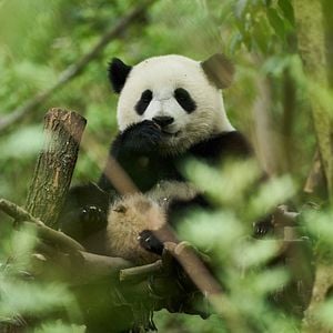 Foto O Menino e o Panda