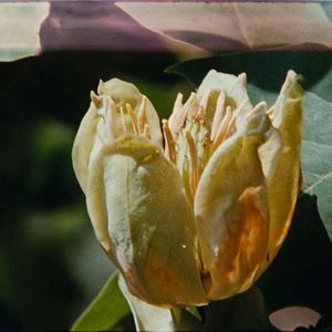 Foto 7 Caminhadas com Mark Brown