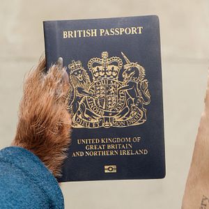 Foto Paddington - Uma Aventura na Floresta 