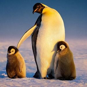 Foto Segredos dos Pinguins