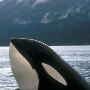 Foto Free Willy (2028)