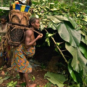 Foto Floresta dos Espíritos Dançantes