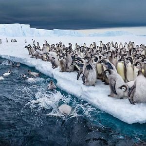 Foto Segredos dos Pinguins