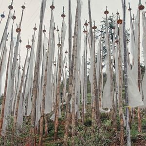 Foto Fiscal da Felicidade