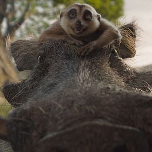 Foto Mufasa: O Rei Leão