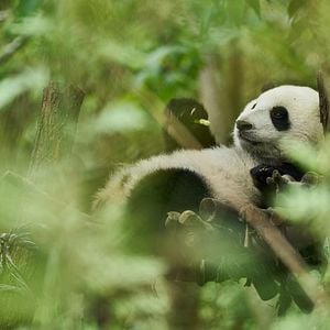 Foto O Menino e o Panda