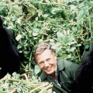 Foto A Gorilla Story: Told by David Attenborough