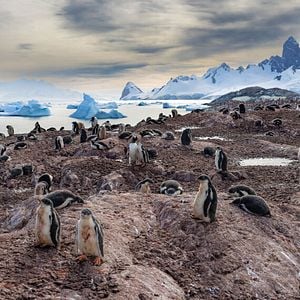 Foto Segredos dos Pinguins