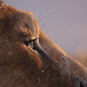 Foto Mufasa: O Rei Leão