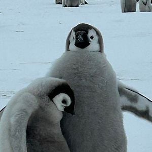 Foto Segredos dos Pinguins