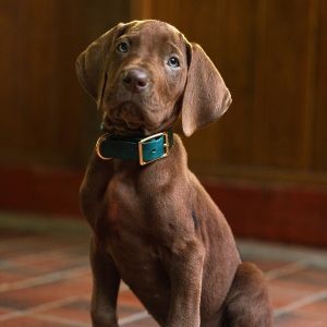 Foto Scooby-Doo: A Origem