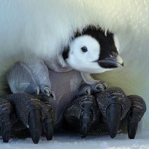 Foto Segredos dos Pinguins