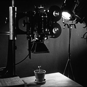 Foto Bestiari, erbari, lapidari