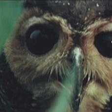 Foto Fases da Morte 8 - O Último Mundo dos Canibais