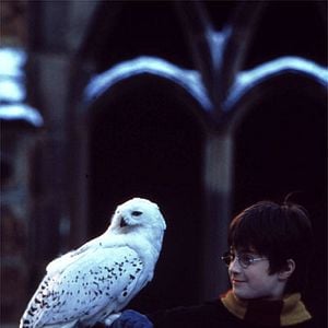 Foto Harry Potter e a Pedra Filosofal