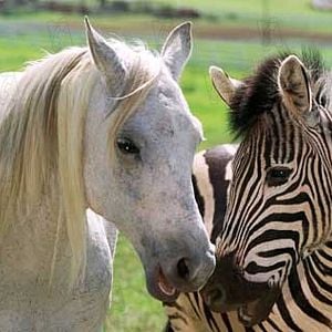 Foto Deu Zebra!