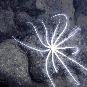 Foto Criaturas das Profundezas