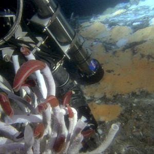 Foto Criaturas das Profundezas