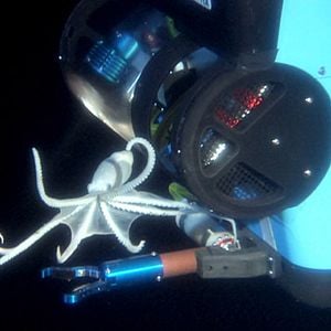 Foto Criaturas das Profundezas