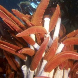 Foto Criaturas das Profundezas