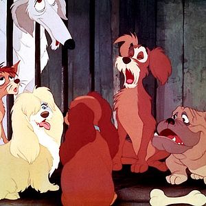 Foto A Dama e o Vagabundo