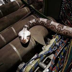 Foto Serpentes a Bordo