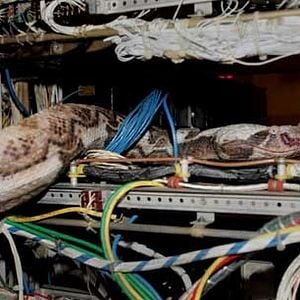 Foto Serpentes a Bordo