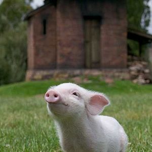 Foto A Menina e o Porquinho