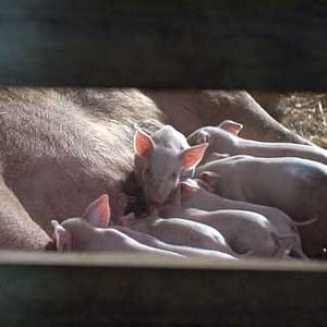 Foto A Menina e o Porquinho