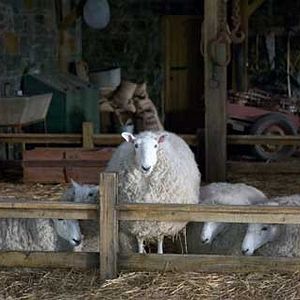 Foto A Menina e o Porquinho