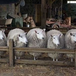 Foto A Menina e o Porquinho