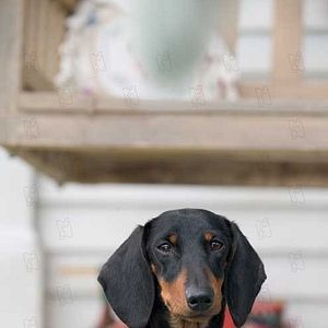 Foto A Menina e o Porquinho