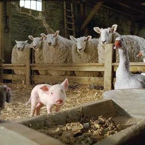 Foto A Menina e o Porquinho