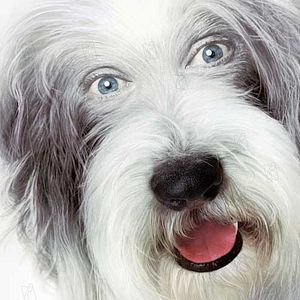 Foto Soltando os Cachorros