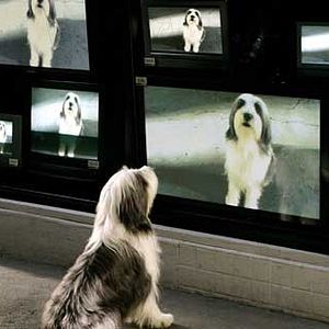 Foto Soltando os Cachorros