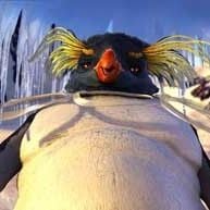 Foto Happy Feet - O Pinguim