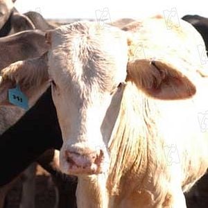 Foto Richard Linklater