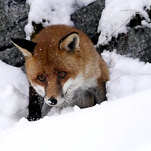 Foto Le renard et l'enfant
