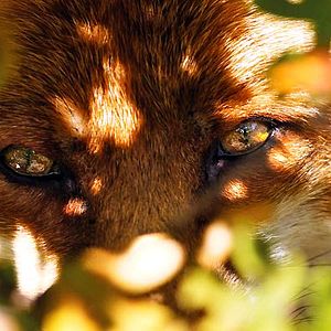 Foto Le renard et l'enfant