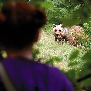 Foto Le renard et l'enfant