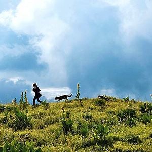 Foto Le renard et l'enfant