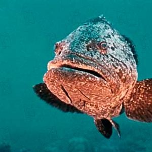 Foto O Mundo do Silêncio