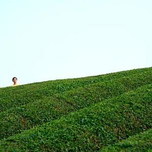 Foto Floresta dos Lamentos