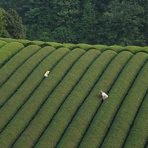 Foto Floresta dos Lamentos