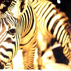 Foto Nicolas Philibert