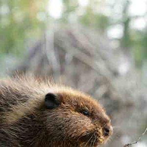 Foto As Aventuras do Castorzinho